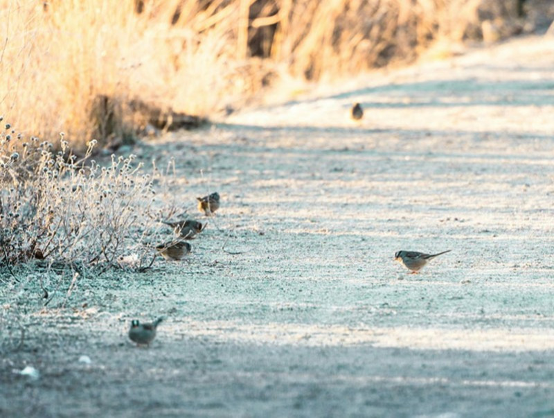 Ойрын 10 хоногт цаг агаар ямар байх вэ